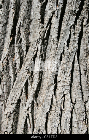bark on an old cottonwood (populus fremontii) tree trunk Stock Photo