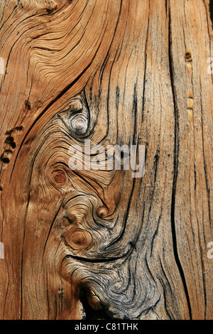 knotted splitting pine trunk background texture Stock Photo