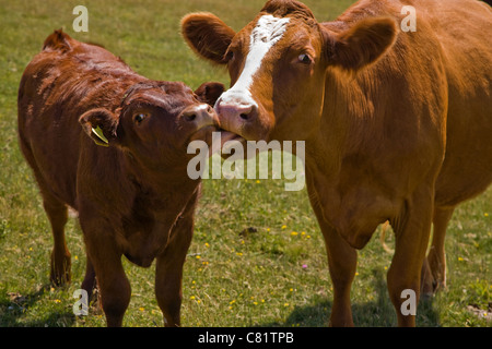 Cow tenderly licking her calf's face Stock Photo