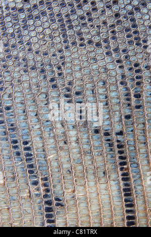 vertical image of old gray striped scaly snake skin background Stock Photo
