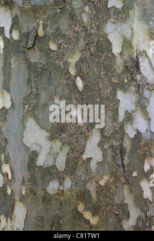 American sycamore (Platanus occidentalis) bark background texture Stock Photo