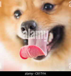 Close up of Pomeranian dog's face Stock Photo