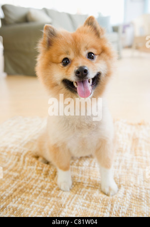 Pomeranian dog sitting on living room floor Stock Photo