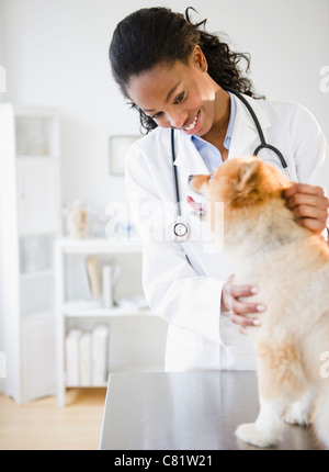 Mixed race veterinarian examining Pomeranian dog Stock Photo