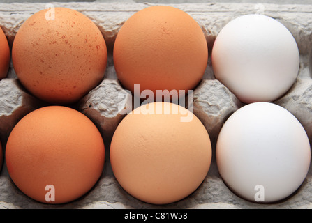 brown and white eggs in a gray egg carton Stock Photo