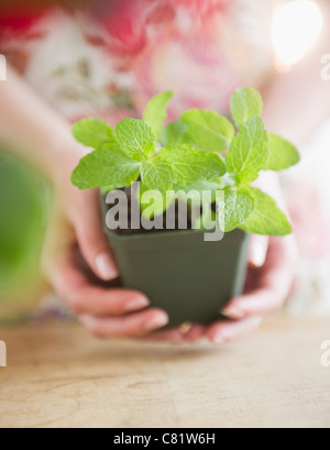 Korean woman holding mint in pot Stock Photo