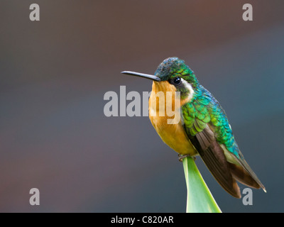 White-throated Mountaingem (Lampornis castaneoventris) female catching some early morning sun. Stock Photo
