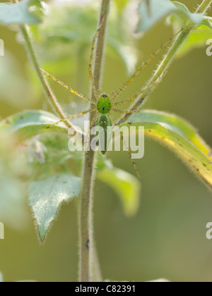 Green Lynx spider (Peucetia viridans) Stock Photo