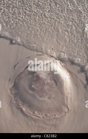 A Moon Jellyfish [Aurelia Aurita] washed up at Rosemary Beach on the Gulf Coast, Florida, USA. Stock Photo
