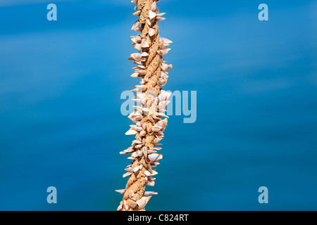 Barnacles growing in marine rope, sailor must be careful with hands Stock Photo