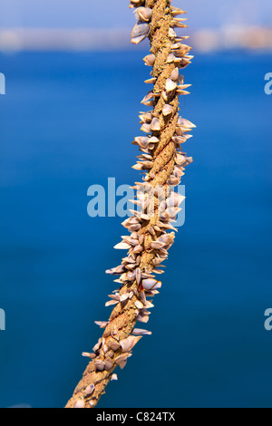 Barnacles growing in marine rope, sailor must be careful with hands Stock Photo