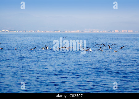 blue sea seagulls hunting and eating sardine fish on ocean Stock Photo