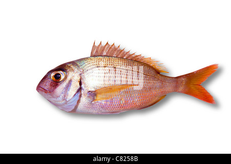 Common sea bream pagrus fish isolated on white Stock Photo