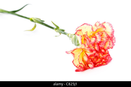 single pink and yellow carnation isolated on white Stock Photo