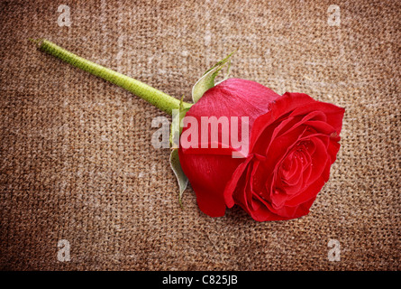 single bright red rose on old canvas Stock Photo