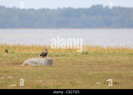 Adult White-tailed Eagle (Haliaetus albicilla) sitting on rock at coastal meadow. Estonia Stock Photo