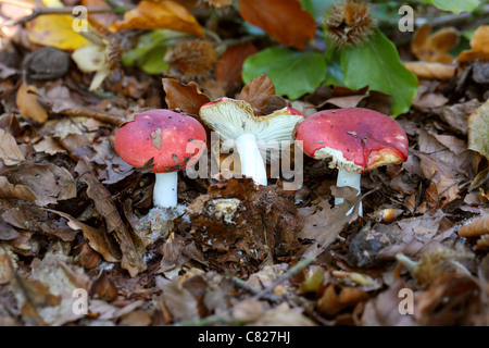 Beechwood Sickener, Russula nobilis, Russulaceae. Common Mushroom Found Under Beech Trees in Autumn.