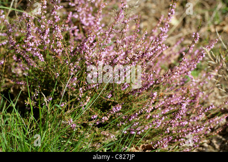 Common Heather or Ling, Calluna vulgaris, Ericaceae. Stock Photo