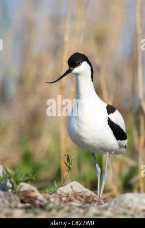 Avocet (Recurvirostra avosetta), Europe. Stock Photo