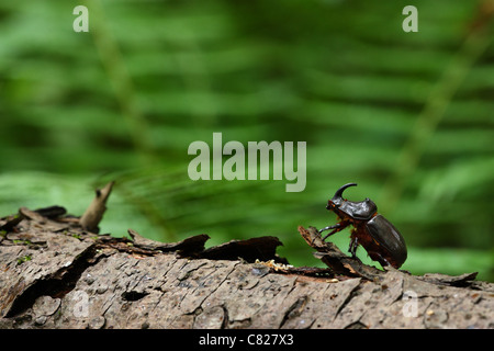 European Rhinoceros beetle (Oryctes nasicornis), male. Europe Stock Photo