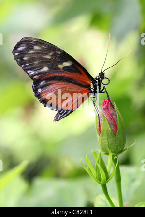 postman butterfly resting on a closed flower Stock Photo