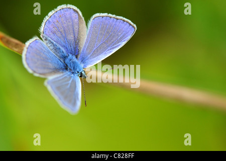 Common blue (Polyommatus icarus). Summer, Europe Stock Photo