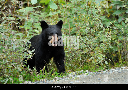 A juvenile black bear stepping out of the brush Stock Photo