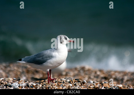 Sea Gulls in Pagham, West Sussex, UK Stock Photo