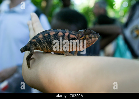 Chamaeleon on arm, Nosy Komba isle Madagascar Stock Photo