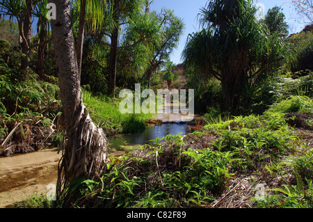 Palm-lined oasis in Isalo National Park, Madagascar Stock Photo