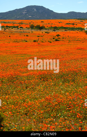 Thousands of Orange African Daisies blossoming during the spring flower season, Namaqua National Park, Namakwaland, South Africa Stock Photo