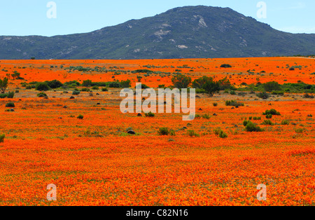Thousands of Orange African Daisies blossoming during the spring flower season, Namaqua National Park, Namakwaland, South Africa Stock Photo