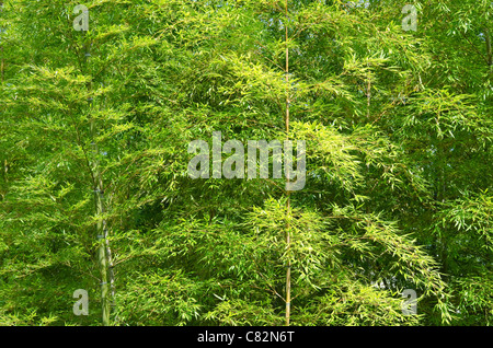 Background of a green japanese bamboo forest seen from the side Stock Photo
