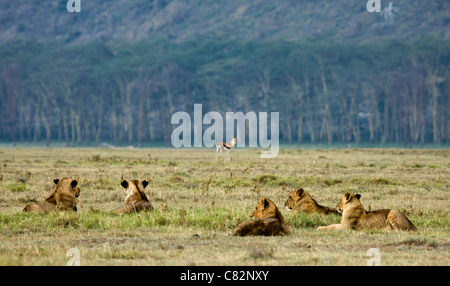 lions hunting in Nukuru national park, Kenya, east Africa Stock Photo