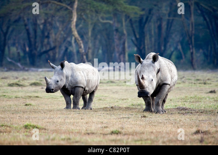 Rhino Grassing in Nukuru national park, Kenya, East Africa Stock Photo