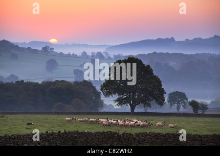 Yorkshire sheep gather ras the sun breaks over a mist shrouded Nidderdale Valley as seen from Dacre, Yorkshire, England