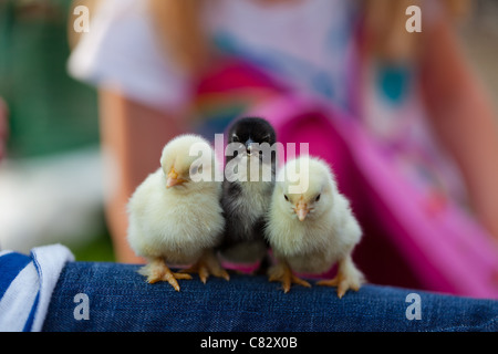 New born baby chickens Stock Photo