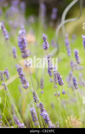 Lavender, Lavandula angustifolia, in flower Stock Photo