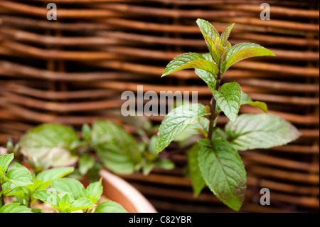 Mentha x piperita f citrara ‘Chocolate’, Chocolate Mint, growing in a container Stock Photo