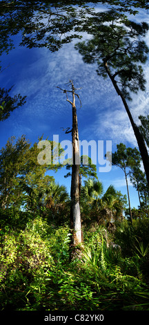 vertical panorama of trees in the Corkscrew Swamp Sanctuary, Florida, USA Stock Photo