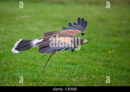 Harris Hawk in flight over s field Stock Photo