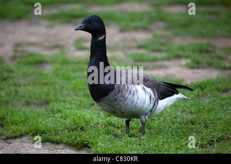 Atlantic or Light-bellied Brent Goose (Branta bernicla hrota). Stock Photo