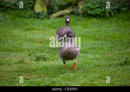 Lesser White-fronted Geese (Anser erythropus). Young of the year in juvenile or immature plumage. Stock Photo