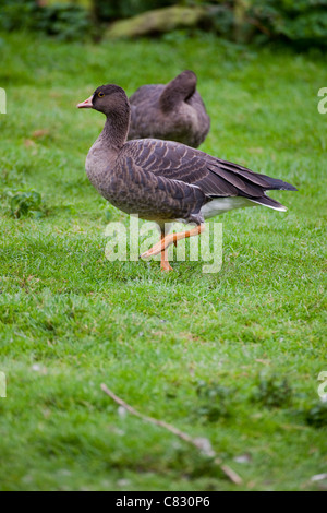 Lesser White-fronted Geese (Anser erythropus). Young of the year in juvenile or immature plumage. Stock Photo