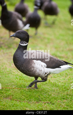 Pacific Brent Goose or Black Brant (Branta bernicla orientalis). Stock Photo