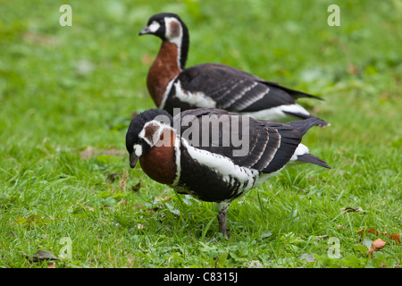 Red-breasted Geese (Branta ruficollis). Juvenile, immature, first winter plumaged birds. Stock Photo