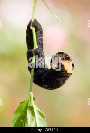 Elephant Hawk-moth caterpillar Deilephila elpenor larva climbing UK Stock Photo
