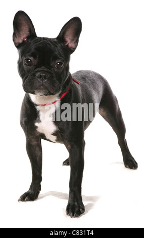 French Bulldog Single adult in a studio UK Stock Photo