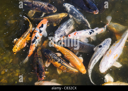 Koi fish in pond Stock Photo