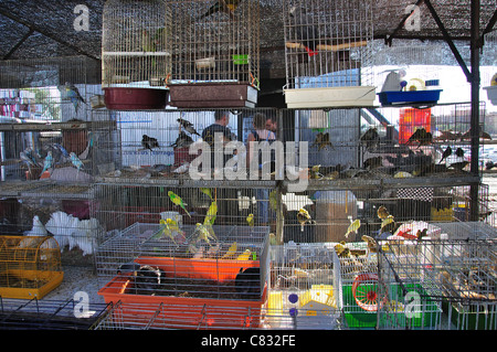 Bird stall at Bonavista Sunday Market, Bonavista, near Salou, Costa Daurada, Province of Tarragona, Catalonia, Spain Stock Photo